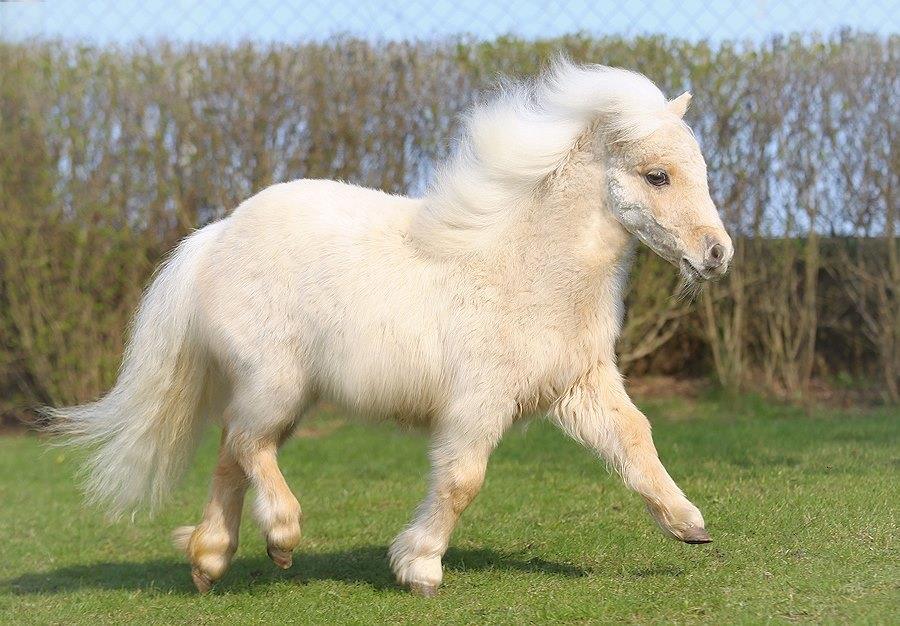 Mini Shetland Pony Mare Fluffy
